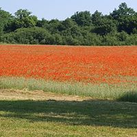 champ coquelicots