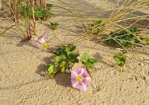 Fleur dans le désert affectif